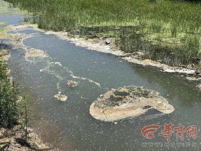 深圳水库惊现大量发臭死鱼，环境之殇与治理之困